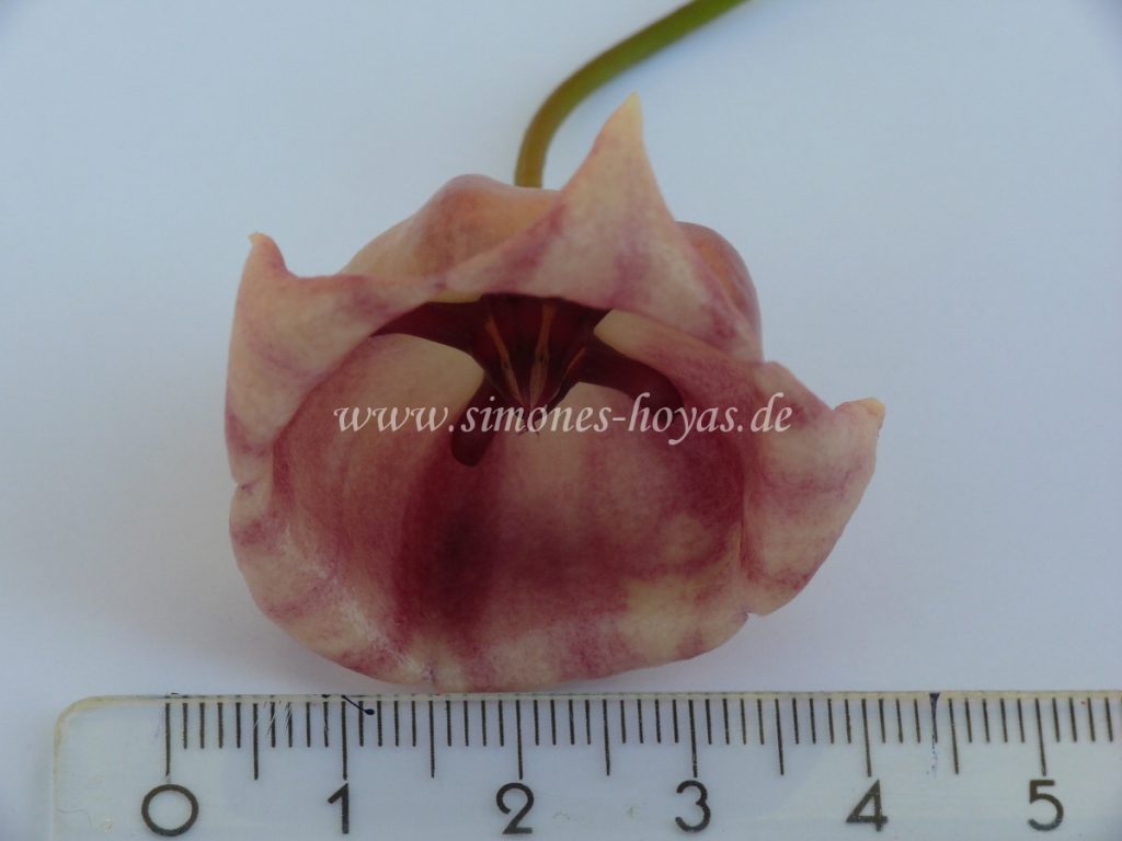 Hoya archboldiana Einzelblüte im Detail