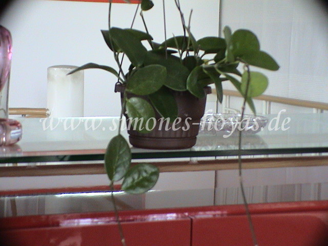 Hoya australis ssp. australis Pflanze 1