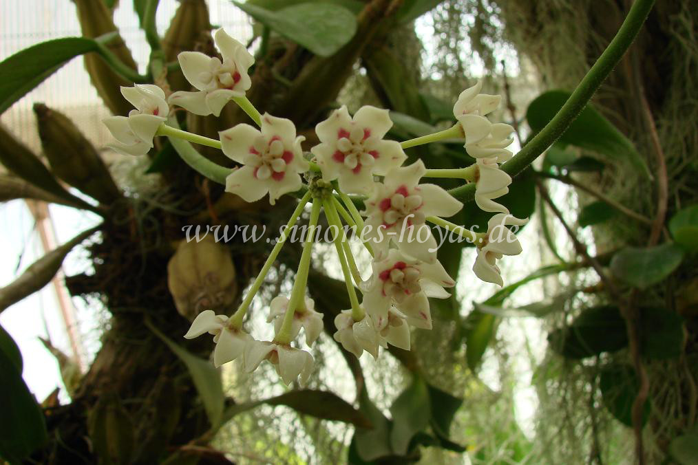 Hoya australis Blüte in natur Bild 2
