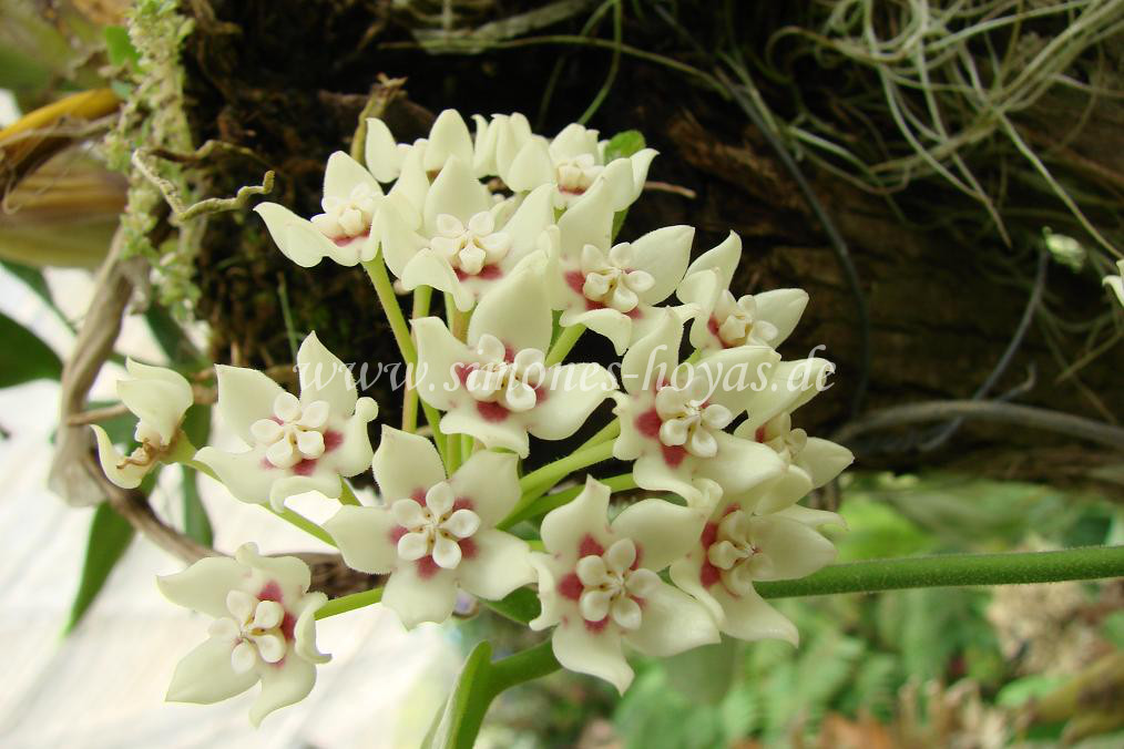 Hoya australis Blüte in natur Bild 3