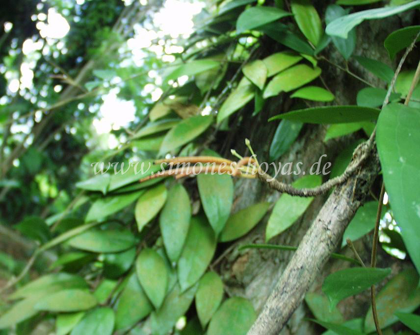 Hoya verticillata Samenschoten
