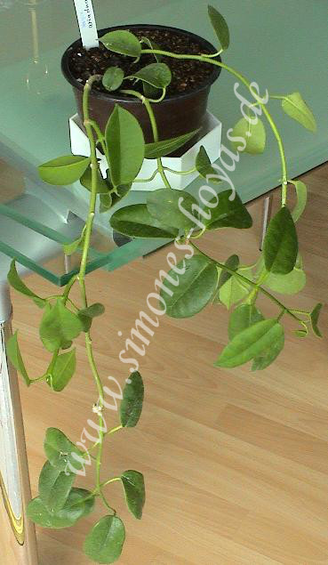 Hoya sussuela Topfpflanze