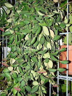 Hoya bilobata ganze Pflanze