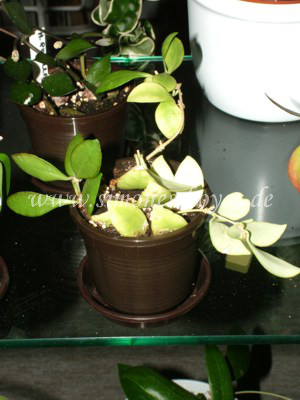 Hoya bilobata cf. Pflanze weiteres Foto