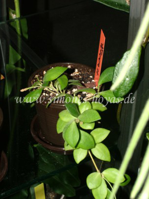 Hoya bilobata cf. Pflanze