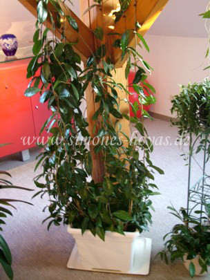 Hoya carnosa Pflanze