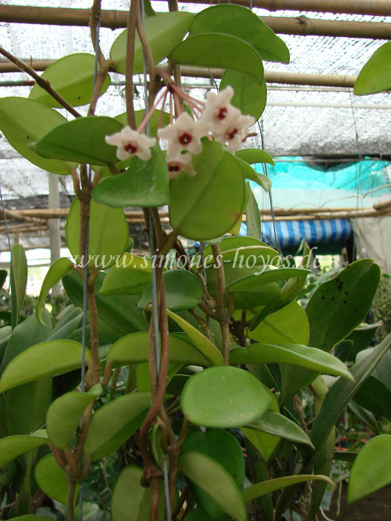 Hoya carnosa Thailand Pflanze mit Blüte
