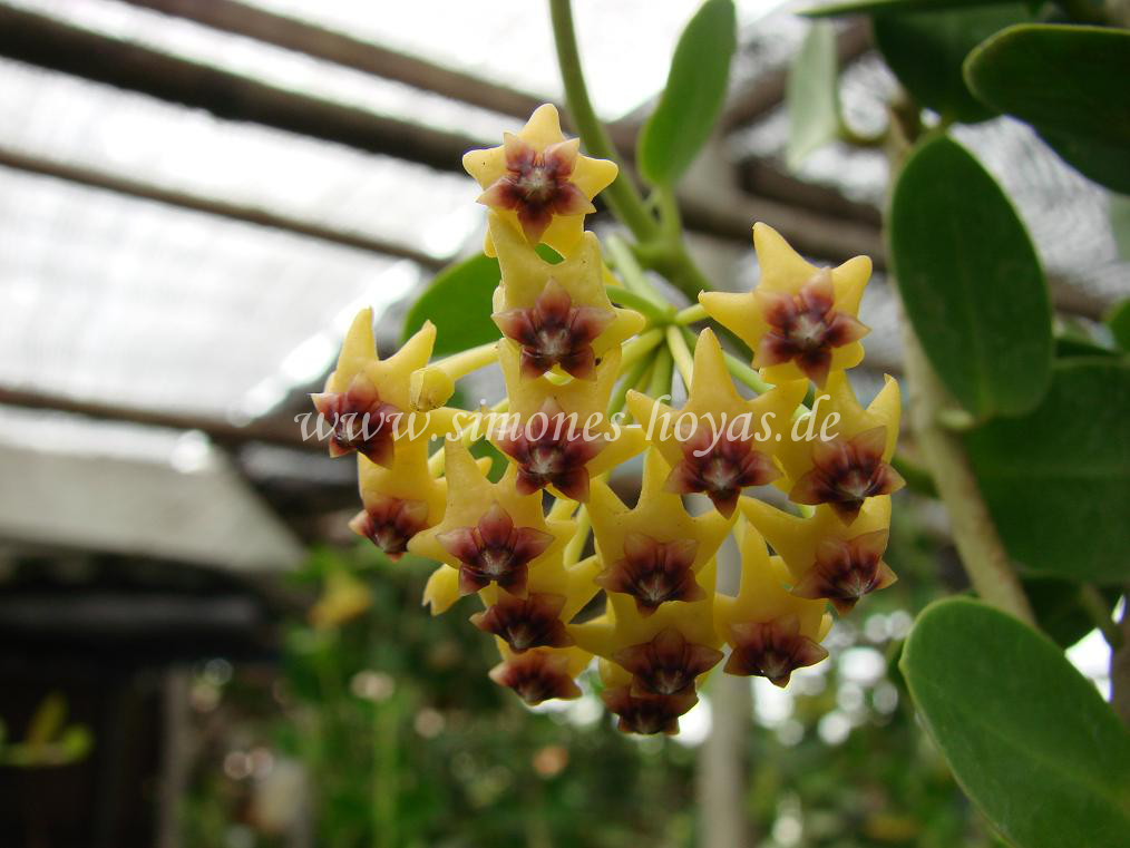 Hoya cumingiana Blüte