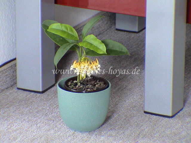 Hoya multiflora Shooting Star 2004