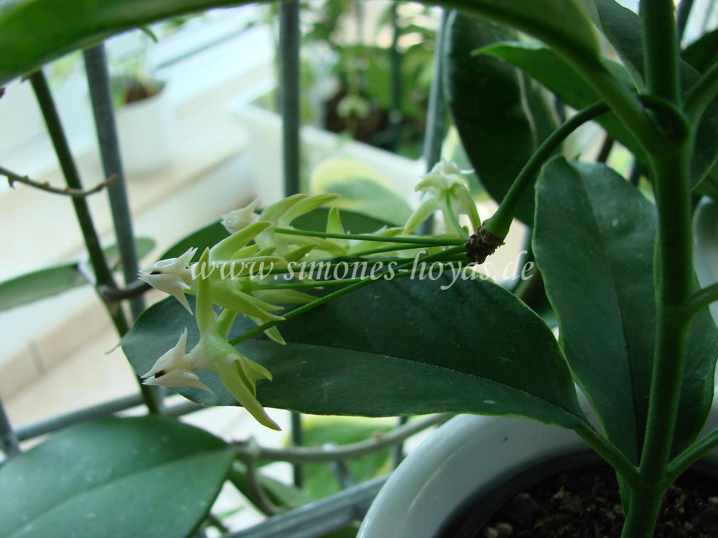 H. multiflora variegata IPPS 08121 weitere Blüte