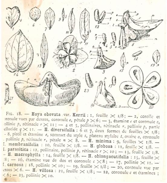 Rumphius: Herbarium Amboinense 5 (1747) 467 S. 175 Abb. 2