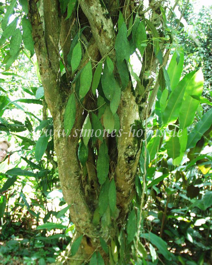 H. clemensiorum im Taman Pertanian in Tenom, Sabah/ Borneo im August 2006