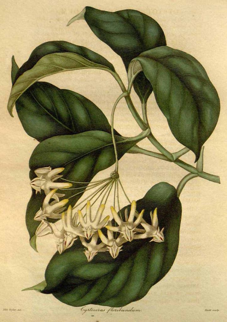 Zeichnung H. multiflora aus Maund, The Botanist, Vol. 4, Tab. 178 (1836)