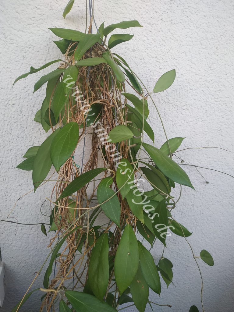 Hoya camphorifolia Pflanze