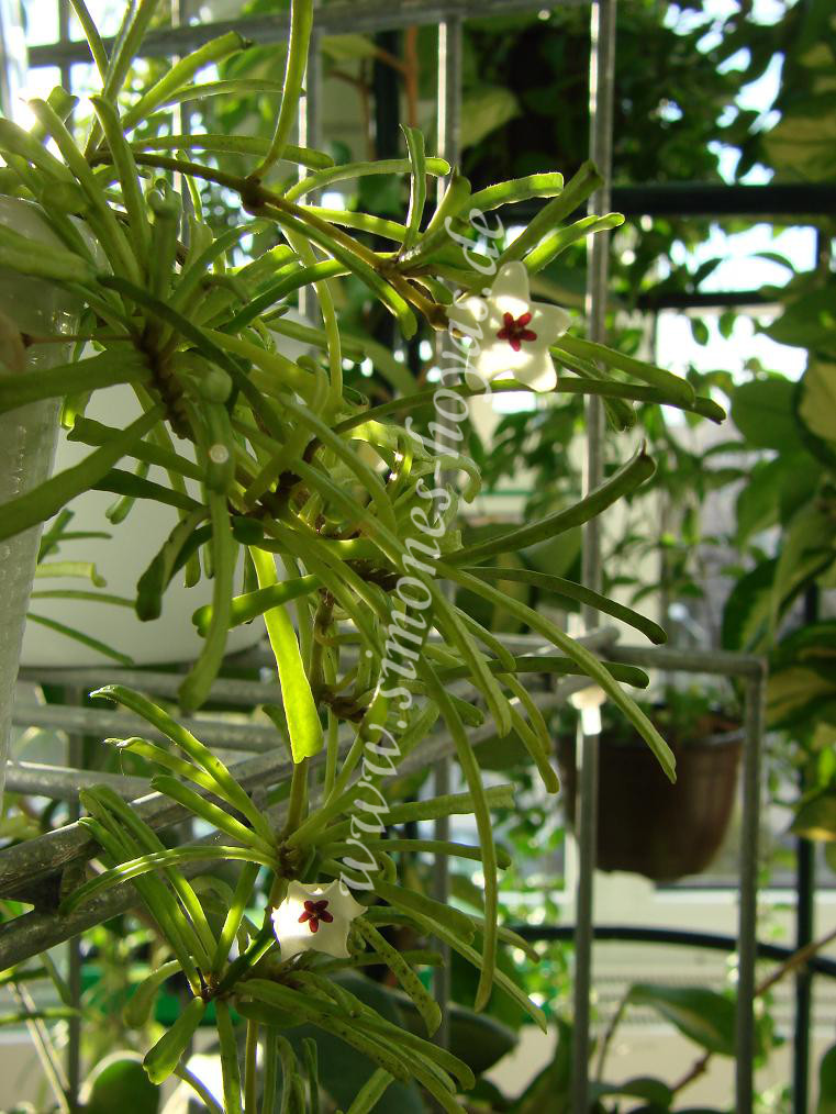 Hoya retusa ganze Pflanze mit Blüte