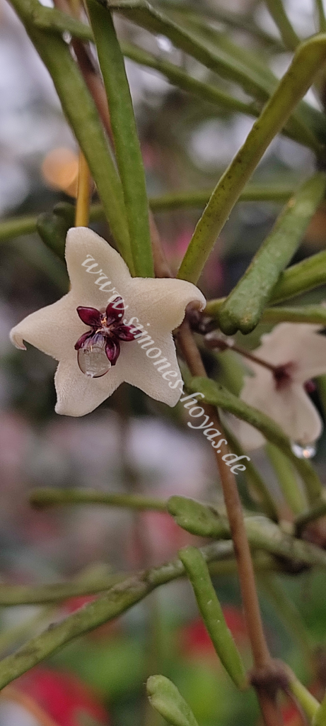 Hoya retusa, zwei Blüten eine davon mit Nektartropfen