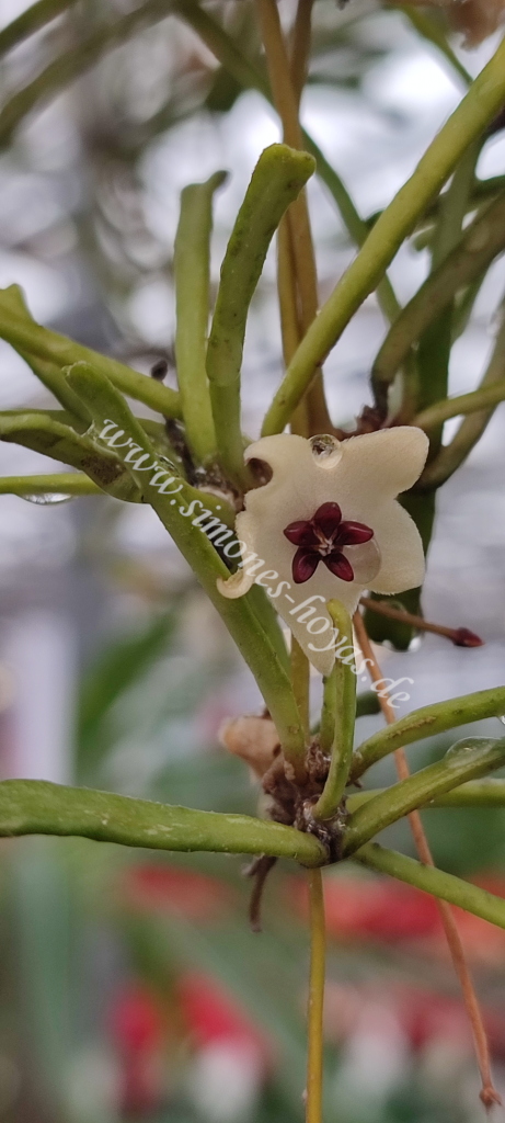 Hoya retusa einzelne Blüte