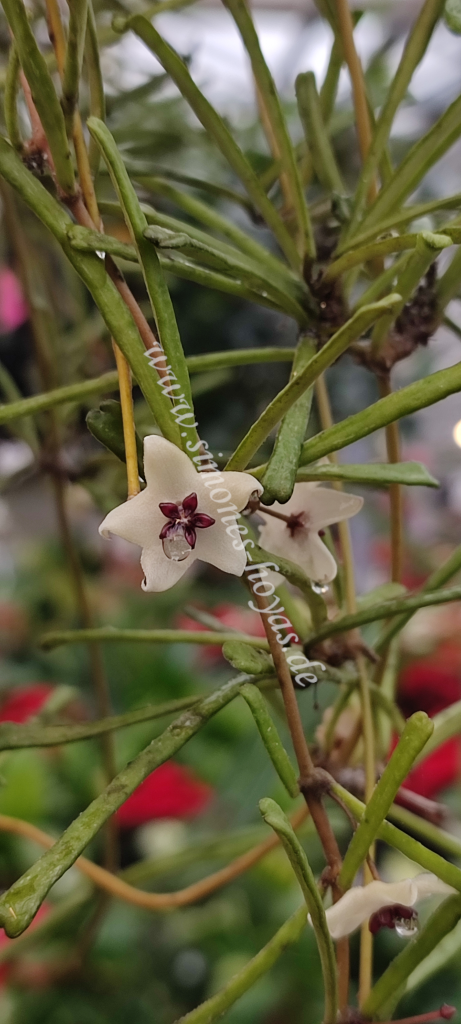Hoya retusa zwei Blüten in Nahaufnahme