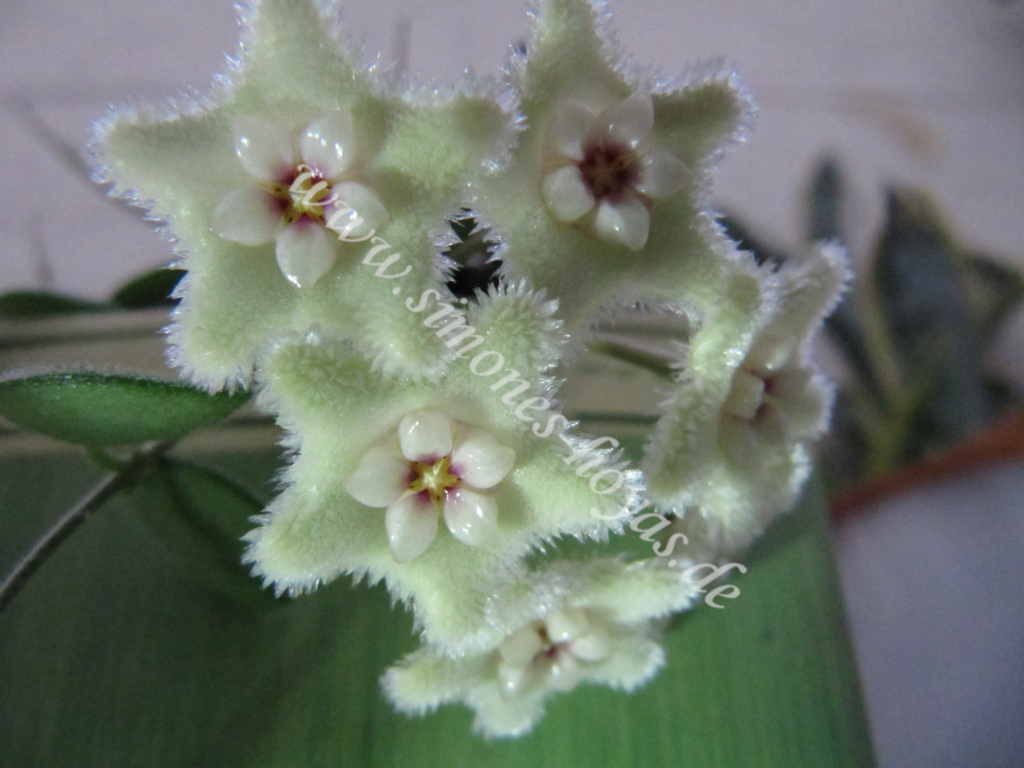 Hoya Serpens Blüte in Detailaufnahme