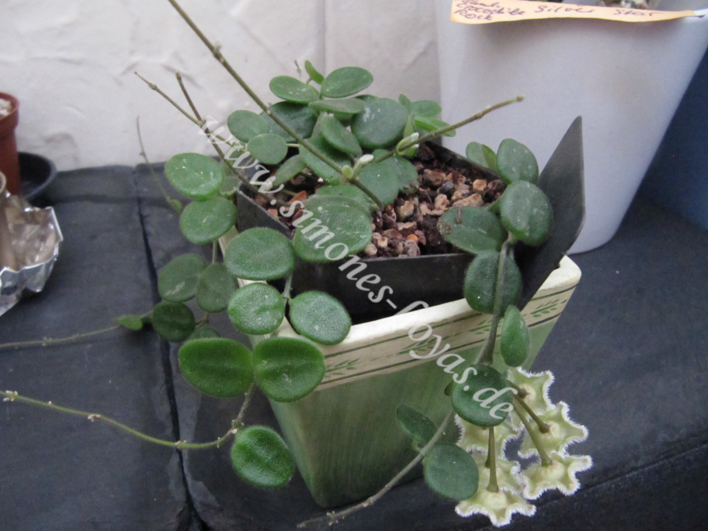 Hoya serpens ganze Pflanze mit Blüte