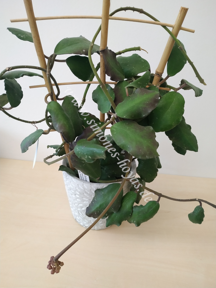 Hoya waymaniae "Borneo" ganze Pflanze