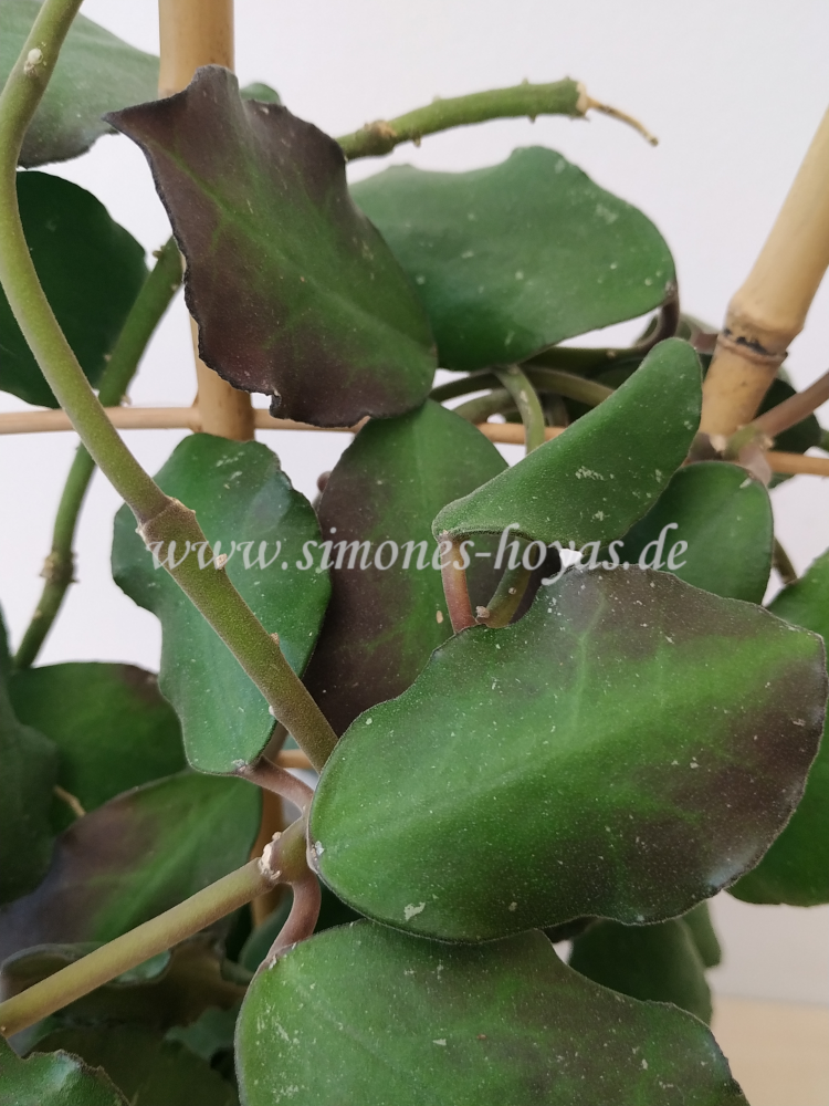 Hoya waymaniae "Borneo" Blätter Detail Aufnahme