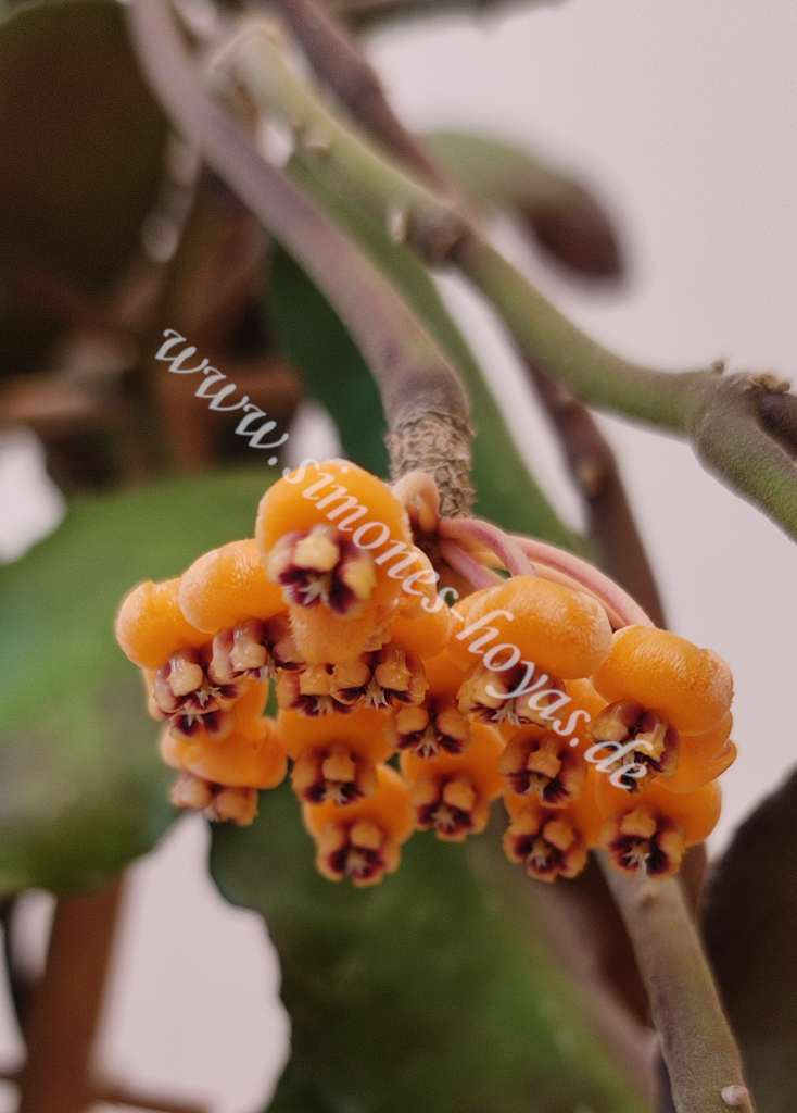 Hoya waymaniae "Borneo" Blüte Detailaufnahme